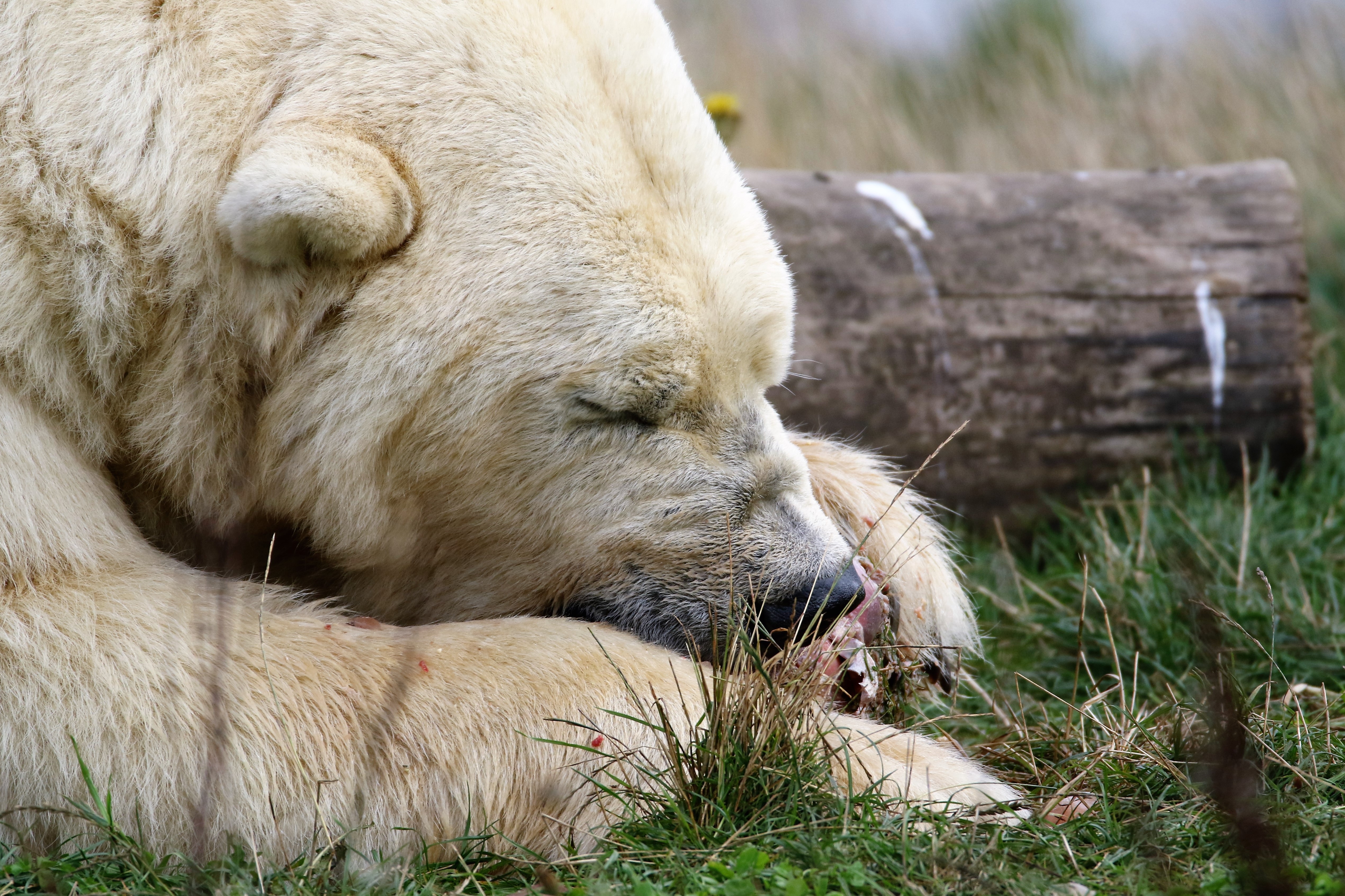 Background image. White bear swimming in water that reverberates around it.